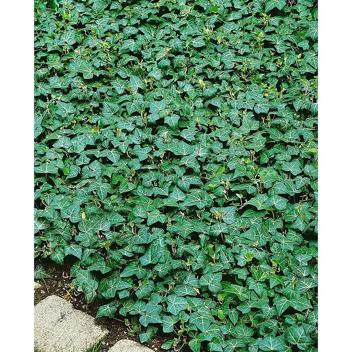 Pflanzen für dich Efeu 40-60 cm - Hedera helix 'Plattensee' - Dichter grüner Efeu als Bodendecker mit markanten weißen Adern, wächst neben einem Steinweg.