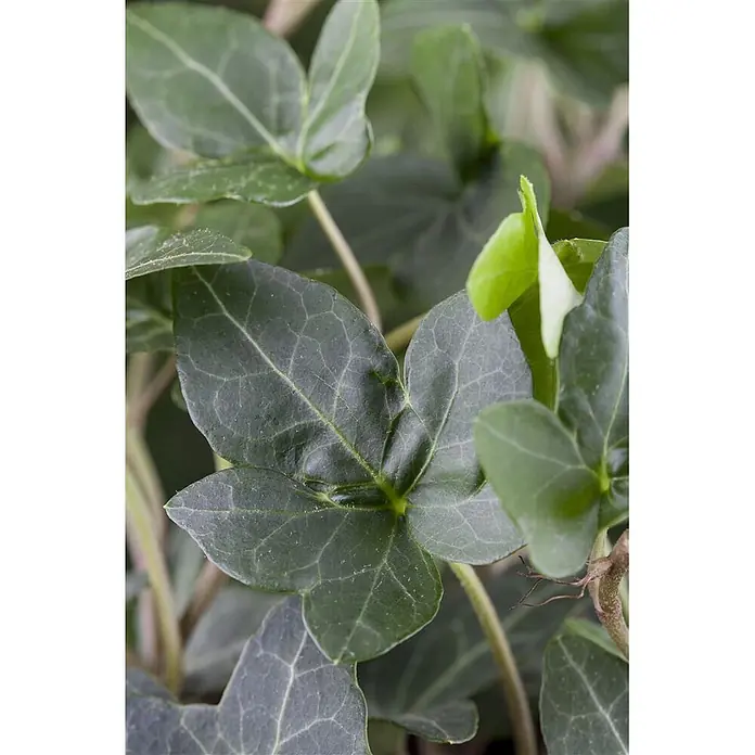 Pflanzen für dich Efeu 40-60 cm - Hedera helix 'Plattensee' - Üppige grüne Efeupflanze mit detaillierten Blättern und sichtbaren Adern.