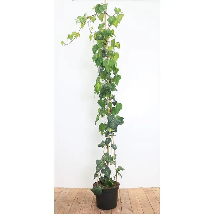 Pflanzen für dich Efeu 150-200 cm - Hedera helix - Topf-Efeupflanze mit grünen Blättern, die an Bambusstangen in einem schwarzen Topf rankt.