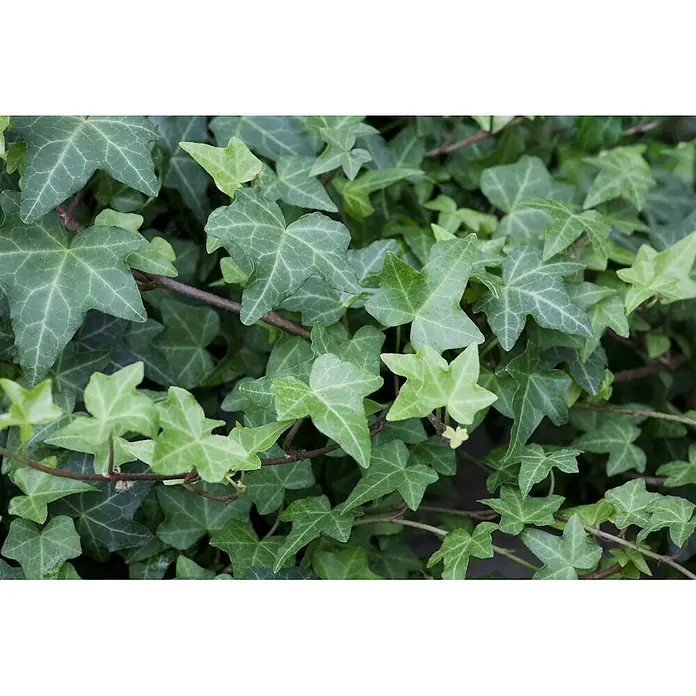 Pflanzen für dich Efeu 40-60 cm - Hedera helix 'Woerner' - Dichter Bewuchs aus leuchtend grünen Efeublättern mit ausgeprägten Lappen und sichtbaren Adern.