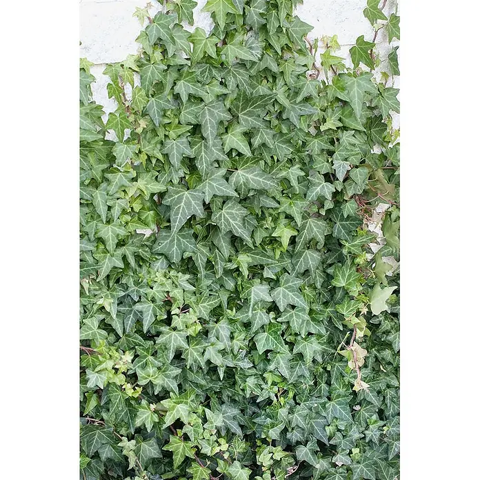 Pflanzen für dich Efeu 40-60 cm - Hedera helix 'Woerner' - Grüne Efeublätter bedecken eine helle Wand.