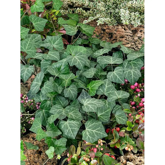 Pflanzen für dich Efeu 40-60 cm - Hedera helix 'Woerner' - Dunkelgrüner Efeu mit hellen Adern als Bodendecker, umgeben von panaschierten Pflanzen und roten Beeren.