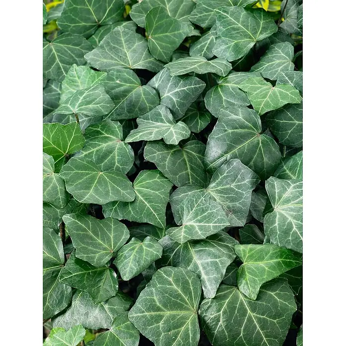 Pflanzen für dich Efeu 40-60 cm - Hedera helix 'Woerner' - Dichtes, grünes Efeulaub mit charakteristischen gelappten Blättern und ausgeprägten Adern.