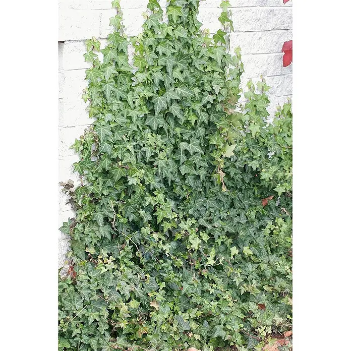 Pflanzen für dich Efeu 40-60 cm - Hedera helix 'Woerner' - Dichter grüner Efeu mit sternförmigen Blättern an einer hellen Wand.