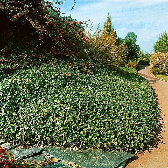 Pflanzen für dich Efeu Efeu - Hedera helix 'Hibernica' - Dichter, panaschierter Efeu-Bodendecker, grün mit helleren Blättern, bedeckt einen Gartenhang am Wegrand.
