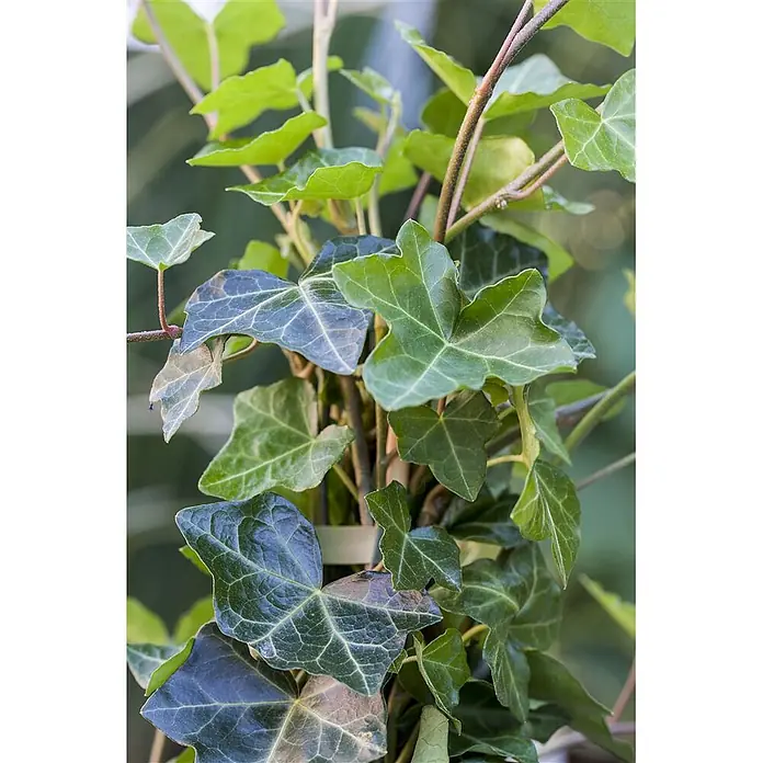 Pflanzen für dich Efeu Efeu - Hedera helix 'Hibernica' - Nahaufnahme einer leuchtenden Efeu-Pflanze mit glänzenden grünen, gelappten Blättern und schlanken Stielen.