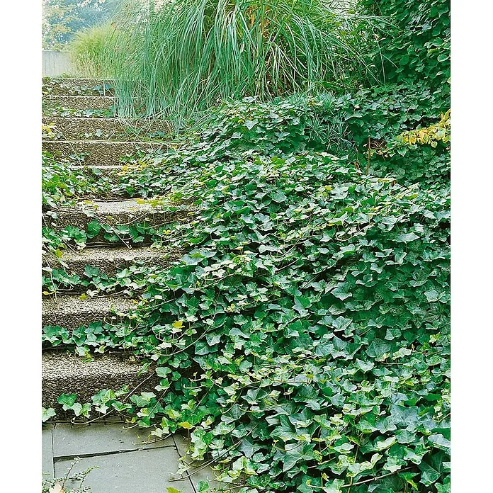 Pflanzen für dich Efeu Efeu - Hedera helix 'Hibernica' - Üppiger grüner Efeu bewächst Betonstufen und bedeckt den Boden.