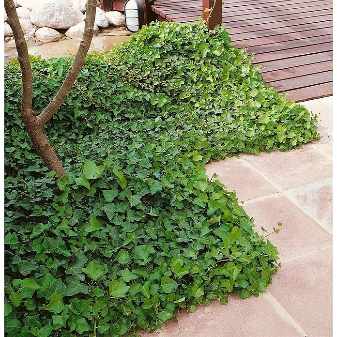 Pflanzen für dich Efeu Efeu - Hedera helix 'Hibernica' - Üppiger grüner Efeu bedeckt den Boden als Bodendecker, grenzt an eine gepflasterte Terrasse und Holzterrasse.
