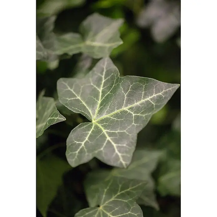 Pflanzen für dich Efeu Efeu - Hedera helix 'Hibernica' - Nahaufnahme von leuchtend grünen Efeublättern mit helleren Blattadern und ihrer charakteristischen Form.