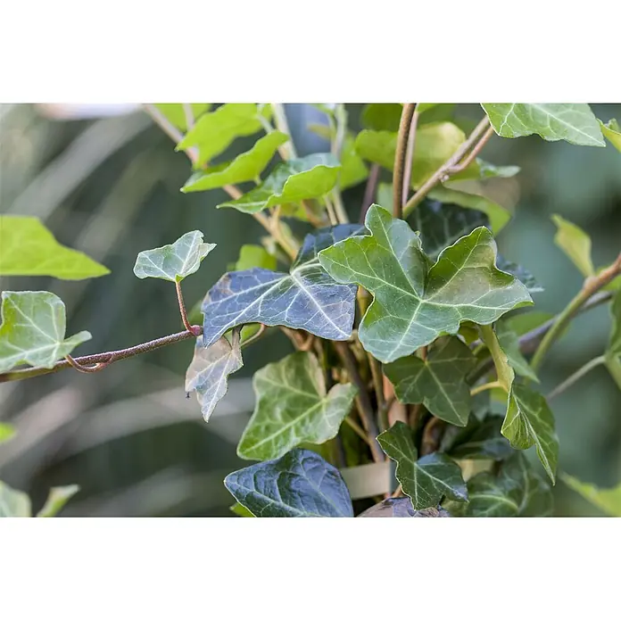 Pflanzen für dich Efeu Efeu - Hedera helix 'Hibernica' - Nahaufnahme von lebendigen grünen Efeublättern und braunen Stielen, einige Blätter mit deutlichen weißen Adern.