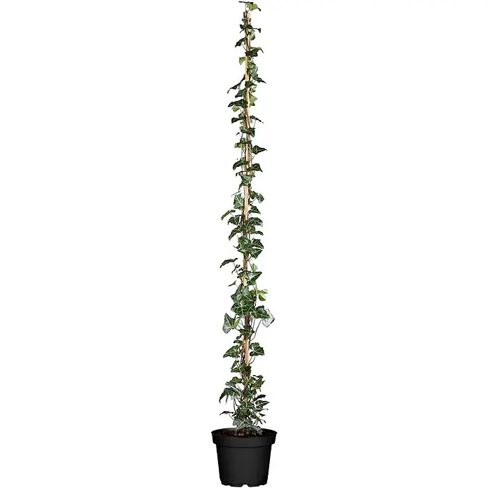 Pflanzen für dich Efeu 100-150 cm - Hedera helix 'Hibernica' - Topf-Efeupflanze mit grünen Blättern, die an einem hohen Holzstab in einem schwarzen Topf rankt.