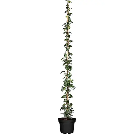 Pflanzen für dich  Efeu 100-150 cm