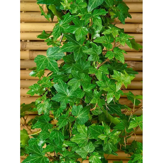 Pflanzen für dich Efeu Efeu - Hedera helix 'Green Ripple' - Grüne Efeupflanze mit gelappten Blättern, die an einem Bambusspalier rankt.