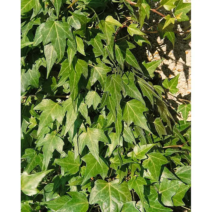 Pflanzen für dich Efeu Efeu - Hedera helix 'Green Ripple' - Grüne Efeublätter bedecken eine helle Wand, mit sichtbarer Blattaderung.
