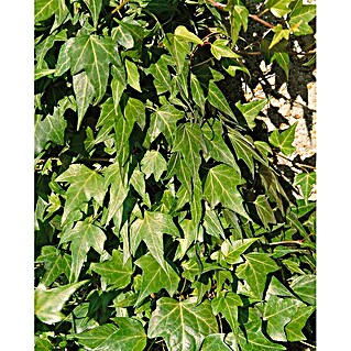 glckskastanie dicker stamm Pachira Aquatica (Glckskastanie) kaufen?