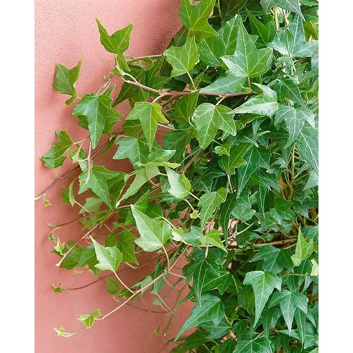 Pflanzen für dich Efeu Efeu - Hedera helix 'Green Ripple' - Grüne Efeupflanzen mit charakteristischen gelappten Blättern, die an einer warm getönten Wand wachsen.
