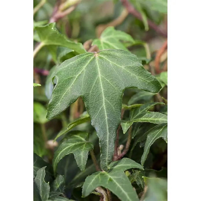 Pflanzen für dich Efeu Efeu - Hedera helix 'Green Ripple' - Nahaufnahme von leuchtend grünen Efeublättern mit detaillierten Adern und charakteristischen gelappten Formen.