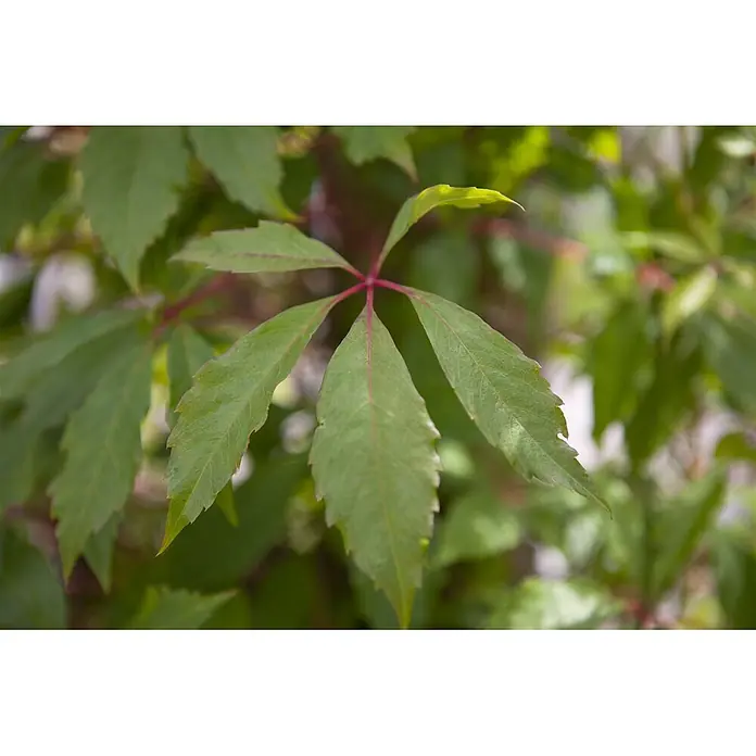 Pflanzen für dich Efeu Wilder Wein - Parthenocissus quinquefolia 'Engelmannii' - Leuchtend grüne handförmige Blätter mit auffälligen roten Adern an einer Pflanze.
