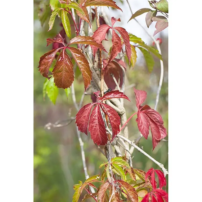 Pflanzen für dich Efeu 100-150 cm - Parthenocissus quinquefolia 'Engelmannii' - Herbstlich rote und grüne Blätter einer Jungfernrebe.
