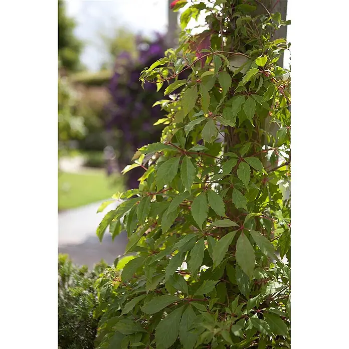Pflanzen für dich Efeu Wilder Wein - Parthenocissus quinquefolia 'Engelmannii' - Grünblättrige Rankpflanze mit rötlichen Stielen, die an einer Stütze in einem Garten rankt.