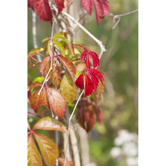Pflanzen für dich Efeu Wilder Wein - Parthenocissus quinquefolia 'Engelmannii' - Leuchtend rote und orange-gelbe Blätter einer Kletterpflanze.