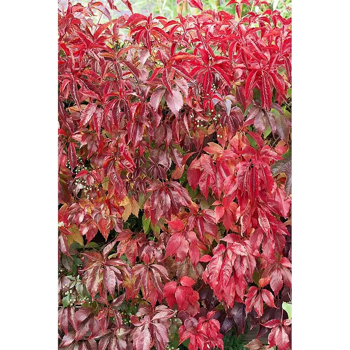 Pflanzen für dich Efeu 100-150 cm - Parthenocissus quinquefolia 'Engelmannii' - Leuchtend rote Herbstblätter einer Kletterpflanze mit einigen kleinen grünen Beeren.