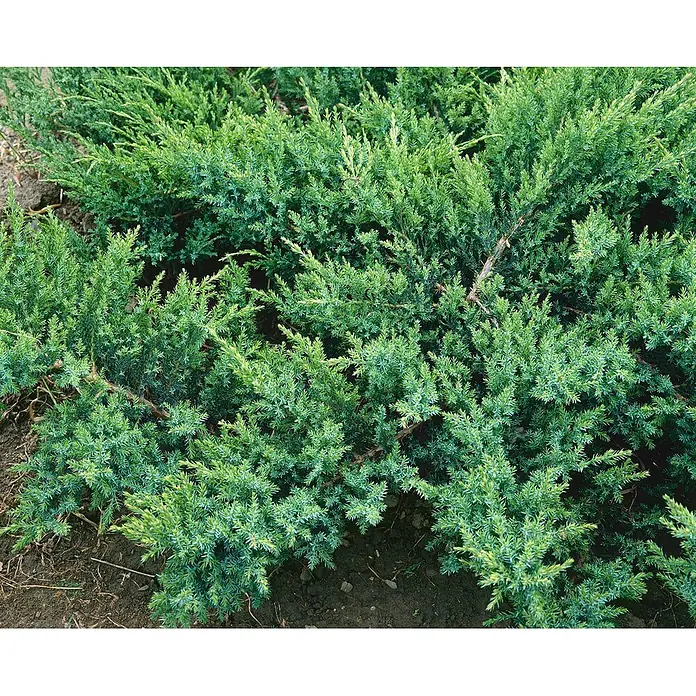 Pflanzen für dich Wacholder 20-30 cm - Juniperus sabina 'Rockery Gem', Aktuelle Wuchshöhe: 20 cm - 30 cm - Dichter, leuchtend grüner Bodendecker mit nadelartigem Blättern.