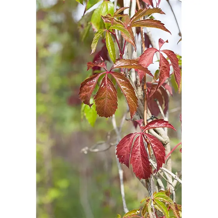 Pflanzen für dich Efeu Wilder Wein - Parthenocissus quinquefolia 'Engelmannii' - Leuchtend rote und grüne Blätter einer Kletterpflanze, die saisonale Farbveränderungen zeigen.