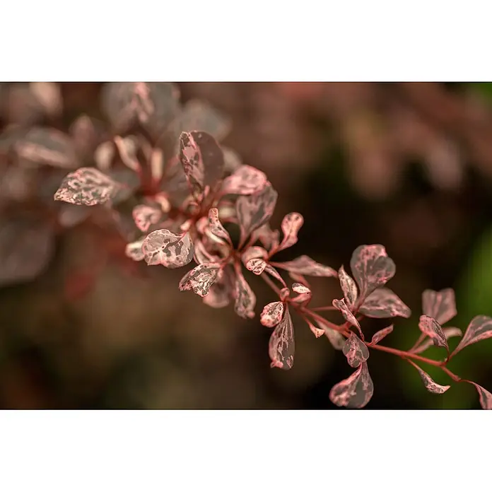 Pflanzen für dich Berberitze 20-25 cm - Berberis thunbergii 'Natasza', 20 cm - 25 cm - Ast mit panaschierten Blättern, mit einem gesprenkelten Muster aus Rosa und Dunkelgrau-Grün. Rötlicher Stiel.
