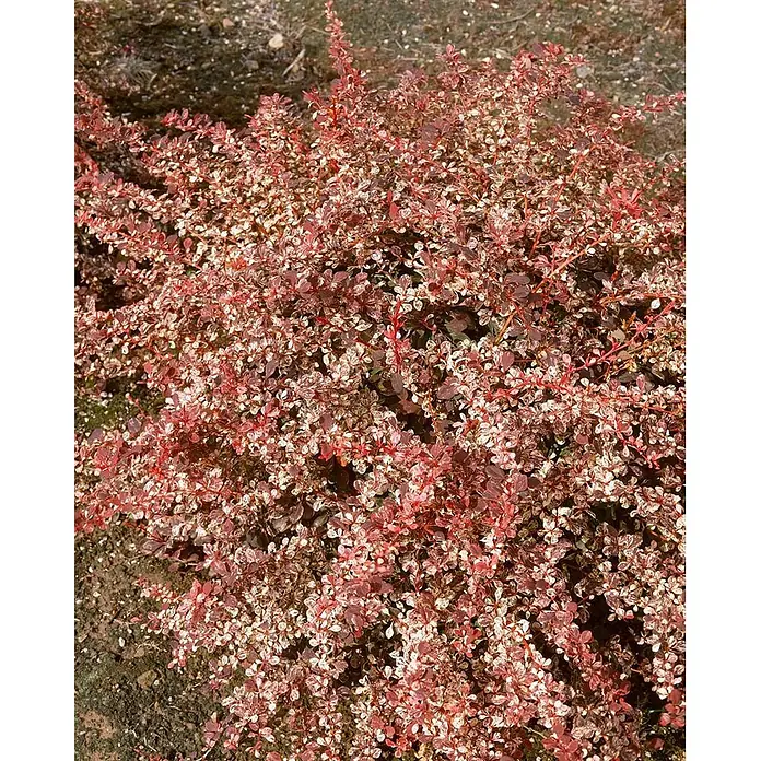 Pflanzen für dich Berberitze 20-25 cm - Berberis thunbergii 'Red Dream', 20 cm - 25 cm - Dekorativer Strauch mit kleinen, panaschierten Blättern in Rot, Rosa und Creme, im Freien wachsend.