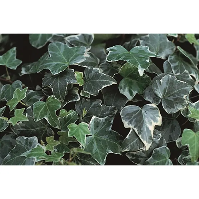 wie schnell wachsen drachenbäume Drachenbaum Dracaena in gärtnerischer Qualität kaufen main image 1