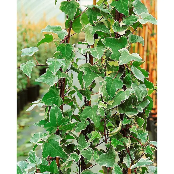 Pflanzen fr dich Efeu 60-80 cm online kaufen bei BAUHAUS