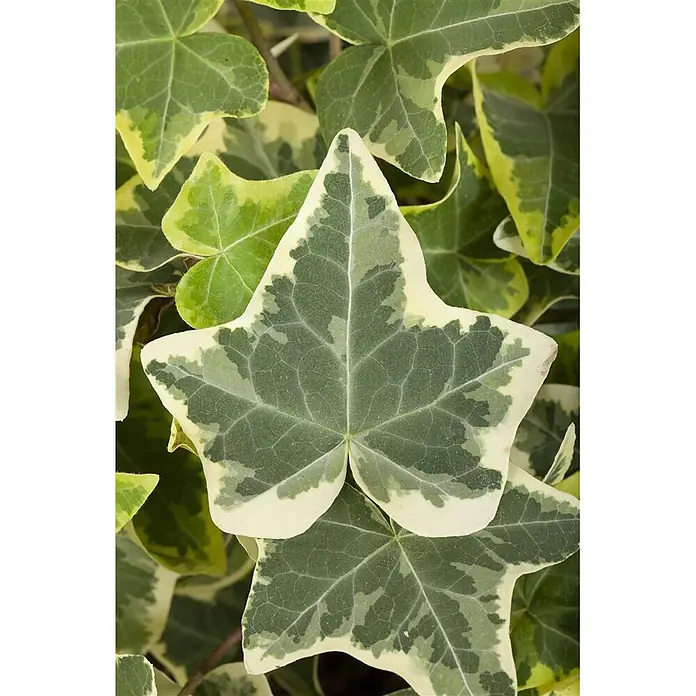 glanzmispel stämmchen kaufen Glanzmispel als Spalierbaum bestellen?