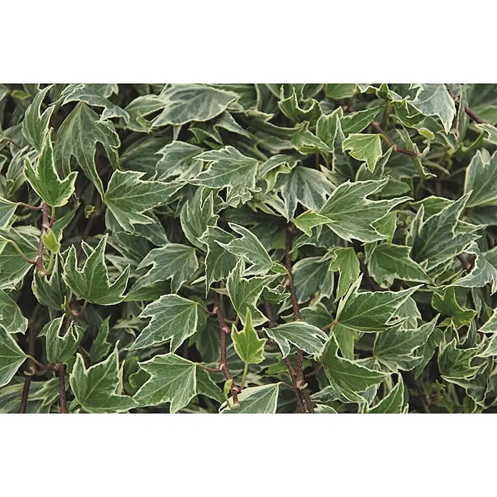 Pflanzen für dich Efeu Efeu - Hedera helix 'White Ripple' - Dichter Close-up von panaschierten Efeublättern mit grüner Mitte und weißen Rändern.