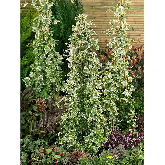Pflanzen für dich Efeu Efeu - Hedera helix 'White Ripple' - Buntlaubige Efeupflanzen mit grün-weißen Blättern, vertikal an Holzstäben kletternd, umgeben von Gartenvegetation.