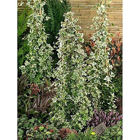 fargesia asian wonder erfahrungen Horstbambus 'Asian Wonder' main image 0
