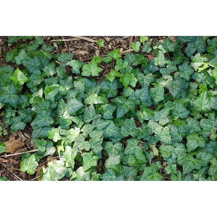 pflanzen efeutute Eifrige Efeututen – Green Me Up main image 1