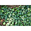 Pflanzen fr dich Efeu 20-25 cm online kaufen bei BAUHAUS