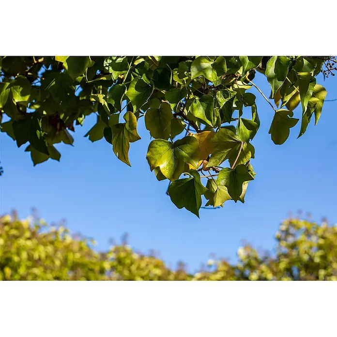 Pflanzen für dich Efeu 40-50 cm - Hedera helix 'Arborescens' - Kräftige grüne und gelbgrüne Blätter hängen von oben vor einem strahlend blauen Himmel, mit unscharfem Laub unten.