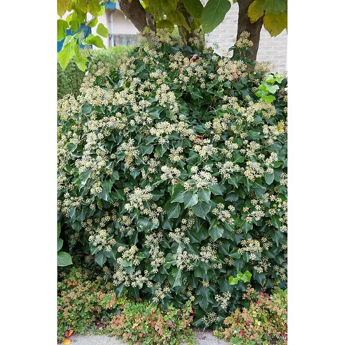 Pflanzen für dich Efeu 40-50 cm - Hedera helix 'Arborescens' - Ausgewachsener Efeu-Strauch mit dunkelgrünen Blättern und zahlreichen gelb-grünen Blütenständen, im Freien unter einem Baum wachsend.