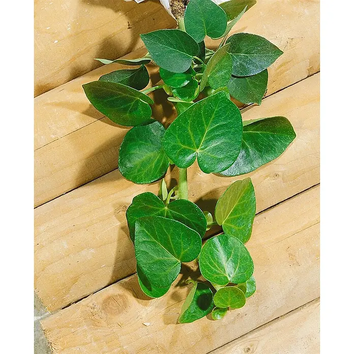 Pflanzen für dich Efeu 40-50 cm - Hedera helix 'Arborescens' - Üppige grüne Hängepflanze mit herzförmigen, glänzenden Blättern auf hellen Holzbrettern.