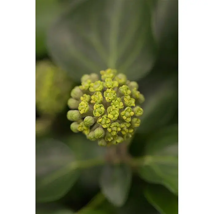 Pflanzen für dich Efeu 40-50 cm - Hedera helix 'Arborescens' - Nahaufnahme einer dichten Ansammlung hellgrüner und gelblicher Blütenknospen.