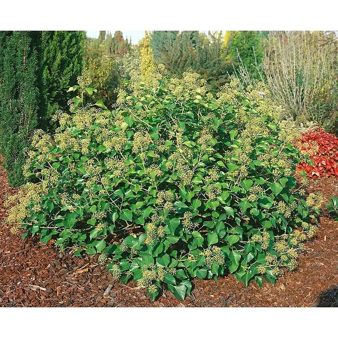 Pflanzen für dich Efeu 40-50 cm - Hedera helix 'Arborescens' - Reifer Efeubusch mit grünen Blättern und hellgrünen Blütenknospen, an der Basis gemulcht.