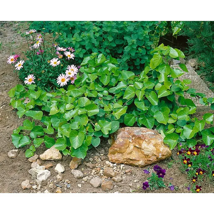 Pflanzen für dich Efeu 40-50 cm - Hedera helix 'Arborescens' - Ein lebendiges Blumenbeet mit üppigem Efeu, rosa Gänseblümchen, lila Stiefmütterchen und dekorativen Steinen.