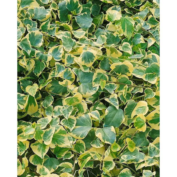 Pflanzen für dich Efeu 40-60 cm - Hedera colchica - Üppiger Efeu mit grün-gelb panaschierten Blättern, dichte Belaubung zeigend.