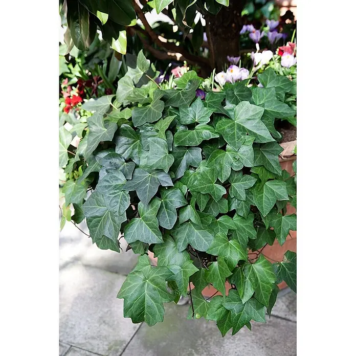 Pflanzen für dich Efeu 40-60 cm - Hedera colchica - Üppige grüne Gemeine Efeupflanze mit markanten gelappten Blättern, in einem Topf wachsend, umgeben von bunten Frühlingsblumen.