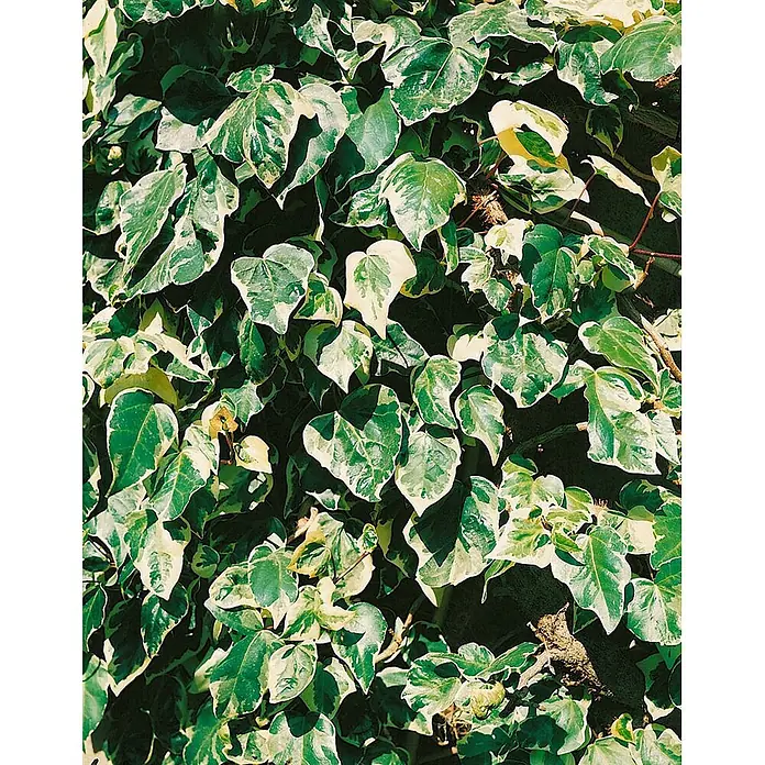 Pflanzen für dich Efeu 40-60 cm - Hedera colchica - Üppiger panaschierter Efeu mit lebhaft grünen und cremeweißen Blättern.