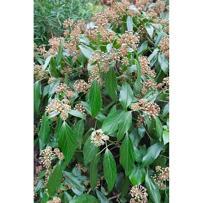Pflanzen für dich Efeu 40-60 cm - Hedera colchica - Dunkelgrüne Efeublätter und Büschel kleiner, sternförmiger, hellcremefarbener und hellbrauner Blütenknospen.