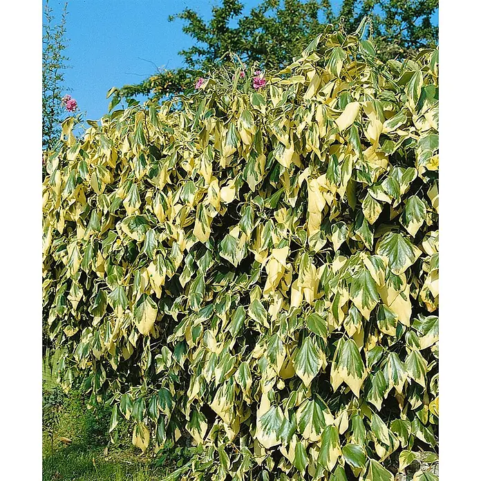 Pflanzen für dich Efeu 40-60 cm - Hedera colchica - Dichte Hecke aus grün-gelb panaschierten Blättern mit einzelnen rosa Blüten.