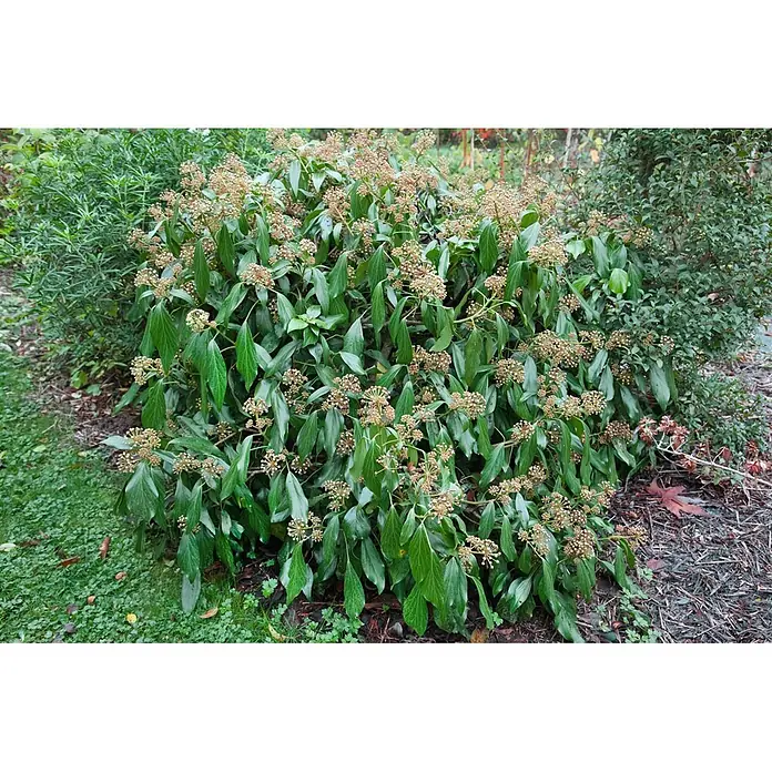 Pflanzen für dich Efeu 40-60 cm - Hedera colchica - Üppiger grüner Strauch mit länglichen Blättern und zahlreichen hellbraunen, kugelförmigen Blütenständen im Freien.